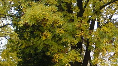 Одеяло в парка