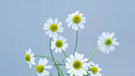 Сладкото ухание на лечебната лайка