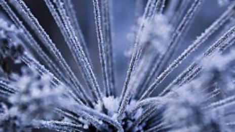 Шведски мафиот превзема София