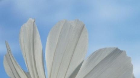 С мирис на секс