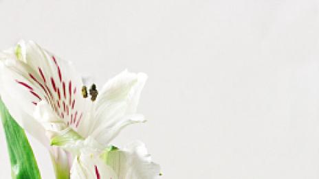 Мечтана кожа през зимата - снежно бяла и блестяща