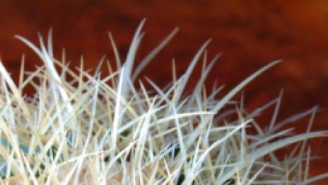 Здраве с бодли