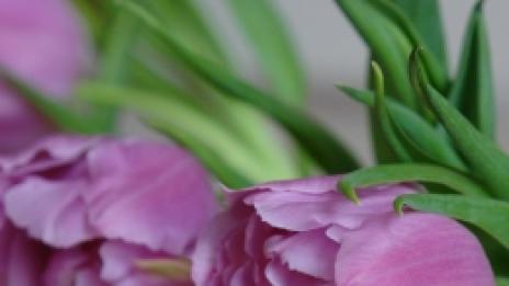 Цветя за събуждане