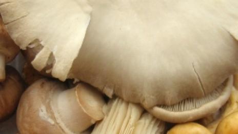И гъбите помагат срещу рак на гърдата