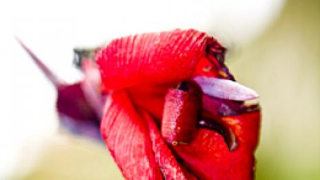 Пеперуди пърхат напролет