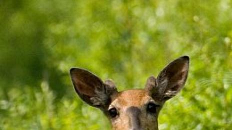 Мразовити хранителни съвети. В скандинавски стил