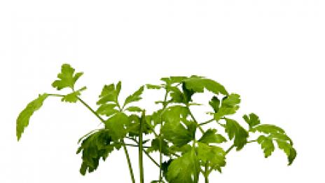 Спаси се от болката с чай от лайка и магданоз