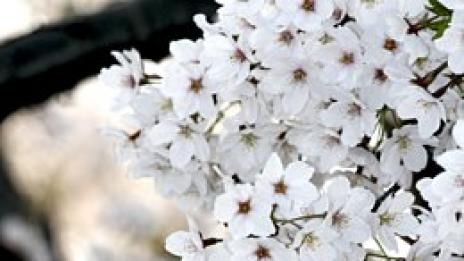 Вишневи въздишки с Galia