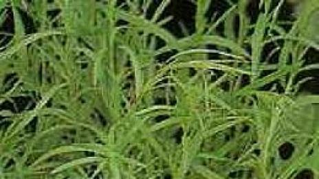 Магическа билка