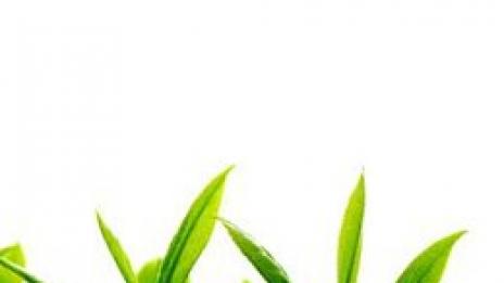 Зелен щит за кожата