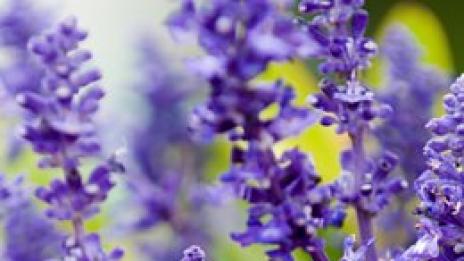 Красота и вдъхновение за кожата. С ухание на лавандула