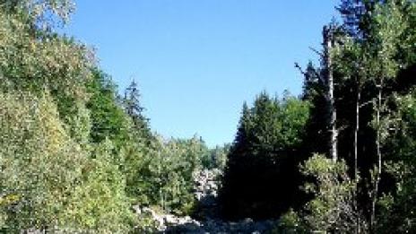 Злато в полите на Витоша