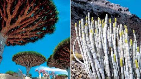 Земен неземен остров - Сокотра