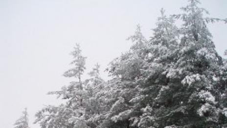 В бяло и зелено. Или зимна Атолука