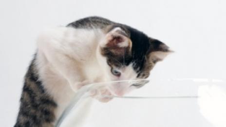 Рибата е полезна и за нервната система