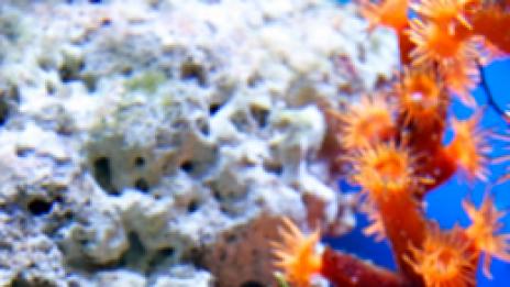 Подводен полет в необятното