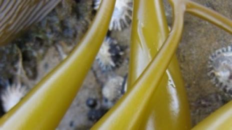 Отслабвайте без лишения. С морски водорасли