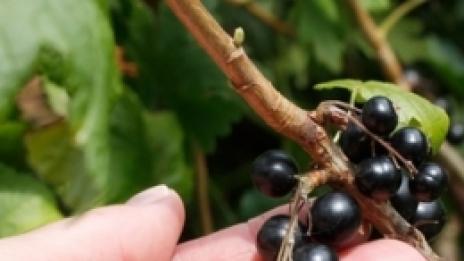 Касисът помага и на астматици