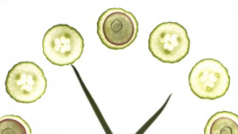 Тричасова диета