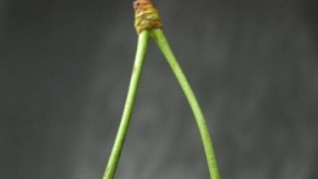 Бъдете здрави и отслабвайте с череши