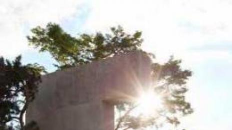 И дърветата си имат музей. В Цюрих