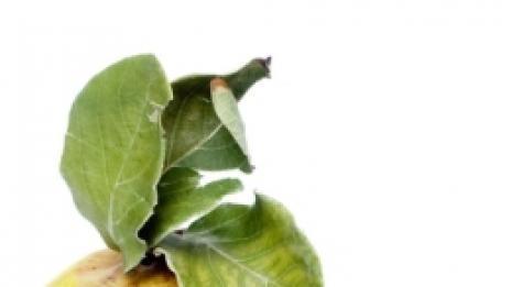 Маска за лице с дюля