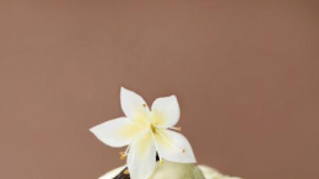 Терапия с ванилия за сухи лакти, пети и колене