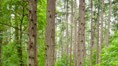 Разхождайте се, за да станете по-умни