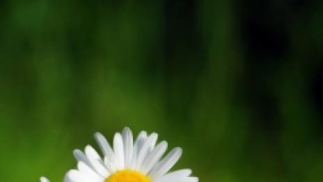 Слънчевият витамин ни пази от астма