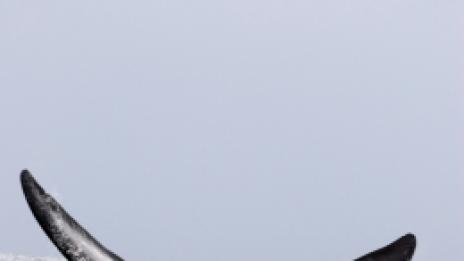 За китовете и хората