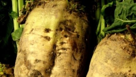 Сок от захарно цвекло, за да сме по-умни и здрави