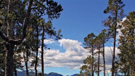 Островът на Златокоска и трите мечки