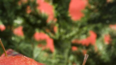 Вкусът на Коледа: Виенски щрудел