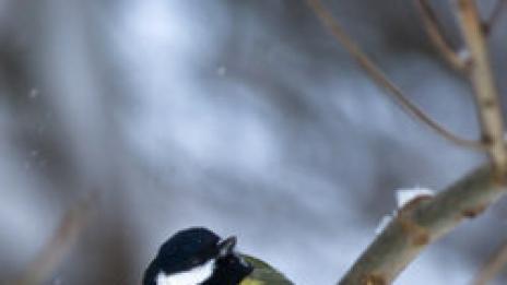 25 късчета природа