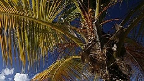 Остров под наем. За 100 долара