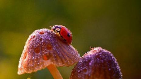 Тайната градина