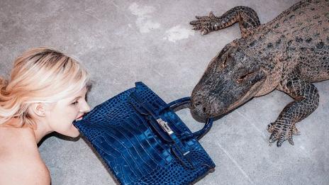 Алигатор и млада блондинка вкопчиха зъби в скъпа чанта Hermes