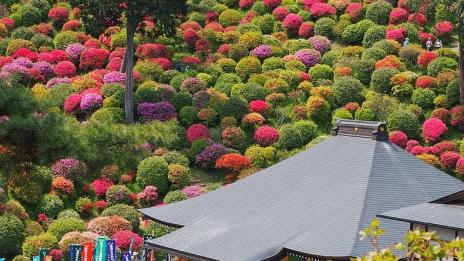 Приказните азалии на храма Шиофун Канон-Джи