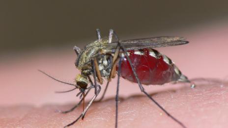 Направи си сам: Капан за комари