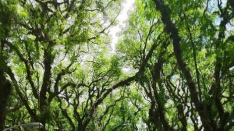 Коя е най-красивата улица в света