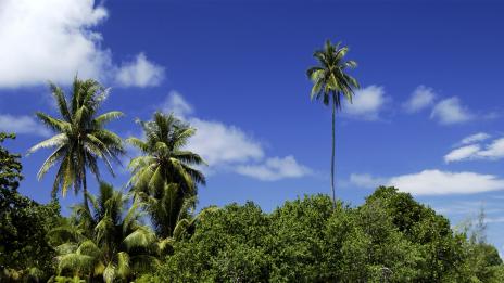Хейва и Таити - прослава на всичко полинезийско