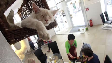 Котешките кафета – новият хит в Европа и Америка