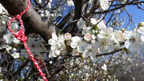 За здраве: Баба Марта бързала и мартеници вързала!