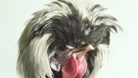 Луксозни пиленца