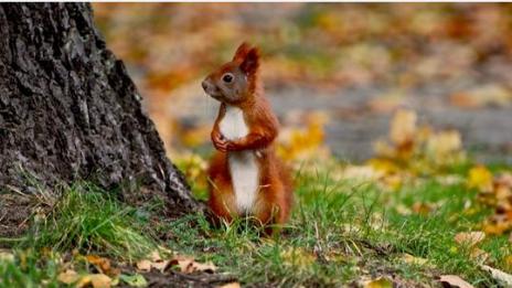 По алеята, сред листата