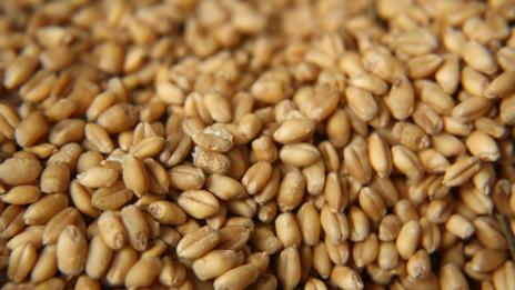 Подготовка за пролетта: Пречистване с житния режим