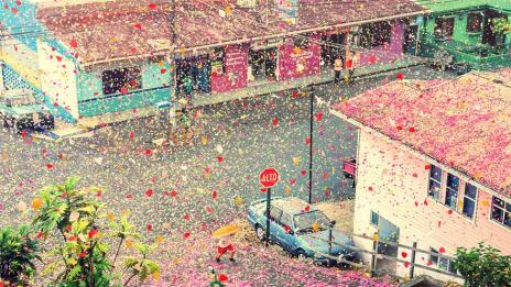 Листа от рози покриха Коста Рика