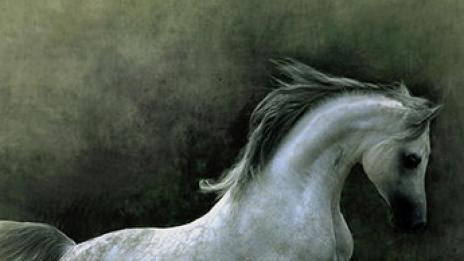 Най-изящната осанка в животинското царство