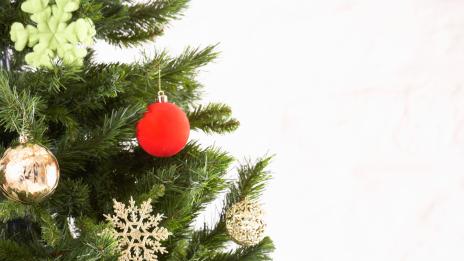 В коледната елха се крият хиляди насекоми