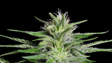 Канабисът НЕ намалява болката